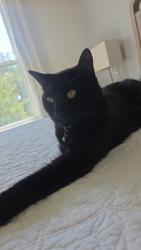 Lost Male Cat last seen Near barberry dr, Kissimmee, FL 34744