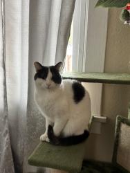 Reunited Male Cat last seen 59th pl and denker, Los Angeles, CA 90047