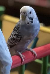 Lost Male Bird last seen 114th and Cornell Ave S, Seattle, WA 98178