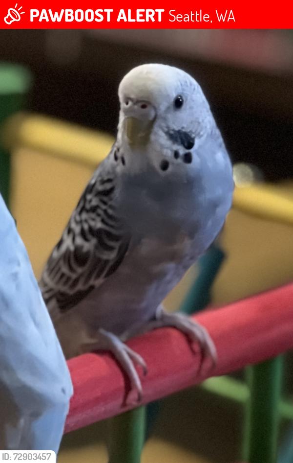 Lost Male Bird last seen 114th and Cornell Ave S, Seattle, WA 98178