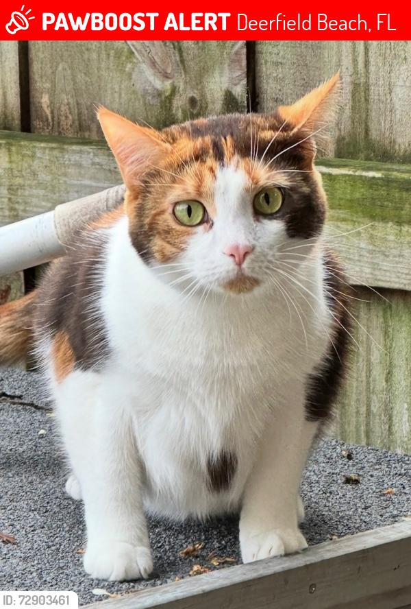Lost Female Cat last seen Near sw 28th terr, Deerfield Beach, FL 33442
