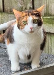 Lost Female Cat last seen Near sw 28th terr, Deerfield Beach, FL 33442