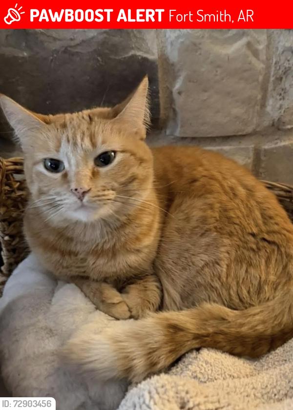 Lost Female Cat last seen Massard Rd, Fort Smith, AR 72903