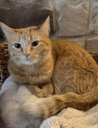 Lost Female Cat last seen Massard Rd, Fort Smith, AR 72903