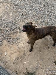 Found/Stray Female Dog last seen Citrus & Yuma, Goodyear, AZ 85338