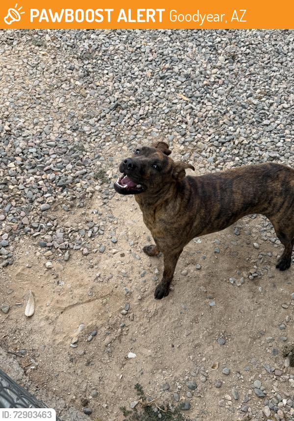 Found/Stray Female Dog last seen Citrus & Yuma, Goodyear, AZ 85338