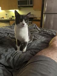 Lost Male Cat last seen In between 8th and 7th and Folsom and Howard , San Francisco, CA 94103