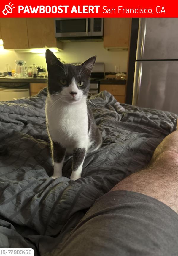 Lost Male Cat last seen In between 8th and 7th and Folsom and Howard , San Francisco, CA 94103