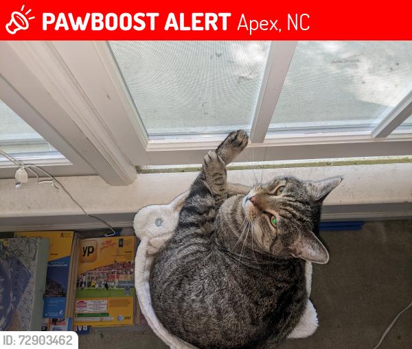 Lost Male Cat last seen Kildaire and Brook Cross Drive, Apex, NC 27539