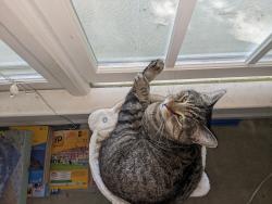 Lost Male Cat last seen Kildaire and Brook Cross Drive, Apex, NC 27539