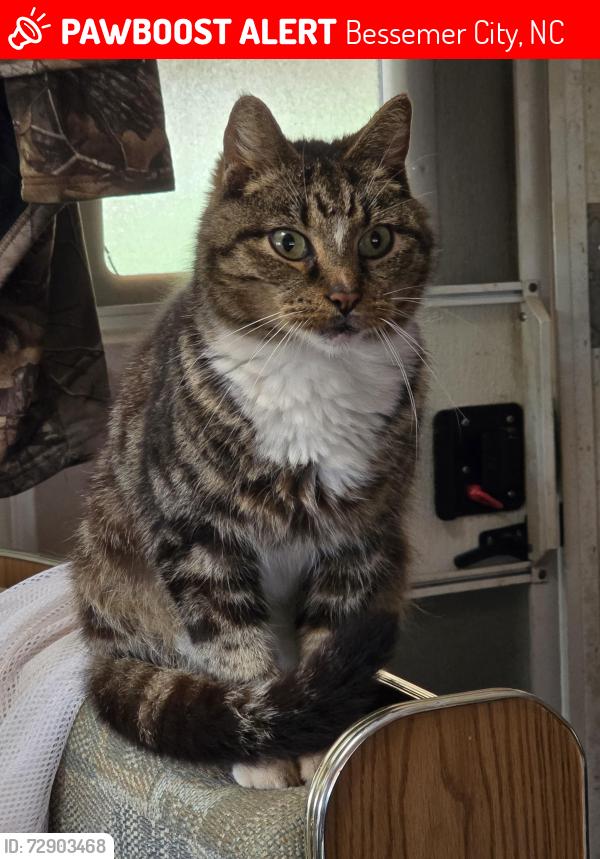 Lost Male Cat last seen Near abel rd , Bessemer City, NC 28016