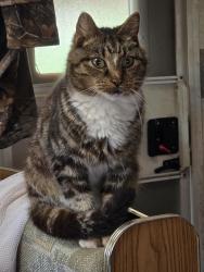 Lost Male Cat last seen Near abel rd , Bessemer City, NC 28016