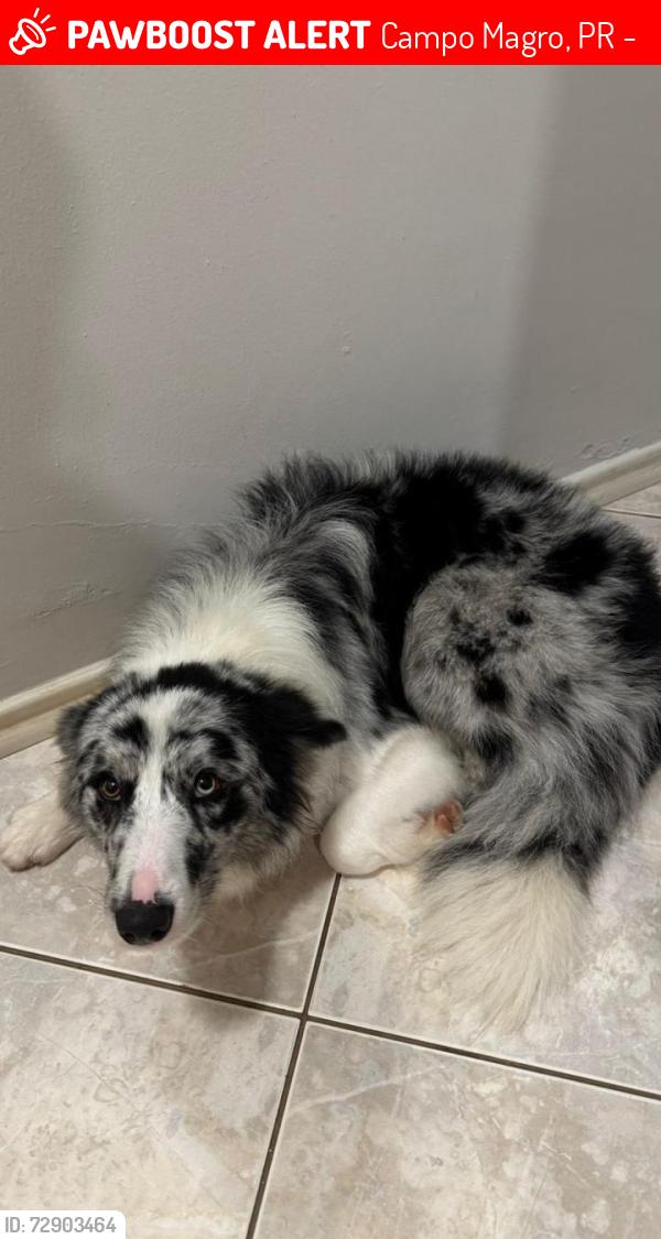 Lost Male Dog last seen Rua Luiz Francisco Pase, 150B2, Campo Magro/ Paraná, Campo Magro, PR 83535-000