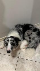 Lost Male Dog last seen Rua Luiz Francisco Pase, 150B2, Campo Magro/ Paraná, Campo Magro, PR 83535-000