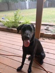 Found/Stray Female Dog last seen Cory lane and Bee Creek Road, Spicewood, TX 78669