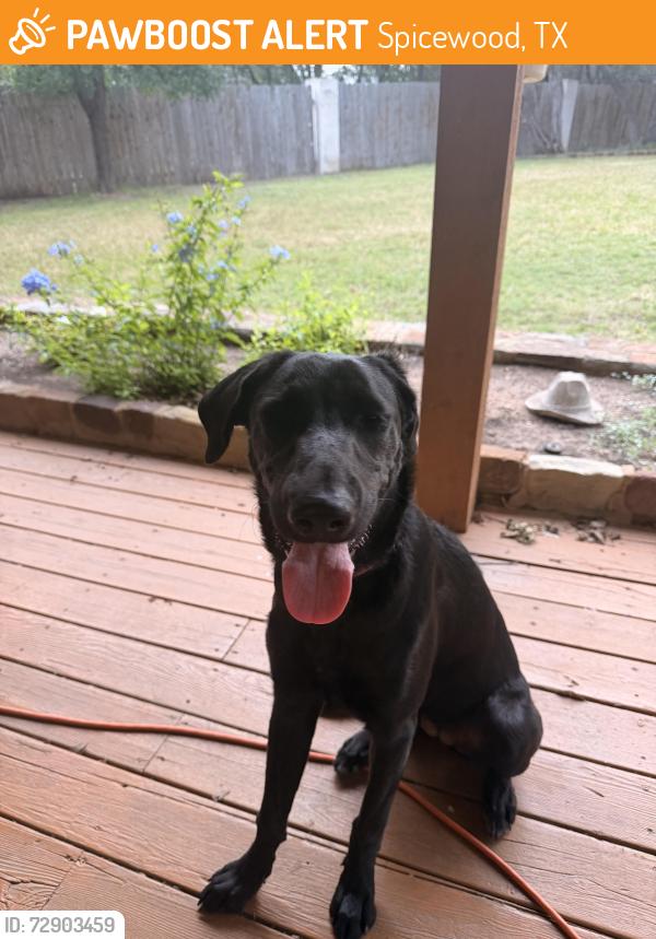 Found/Stray Female Dog last seen Cory lane and Bee Creek Road, Spicewood, TX 78669