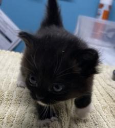 Shelter Stray Male Cat last seen Near De Leone Road, San Marcos, CA, 92069, Escondido, CA 92027