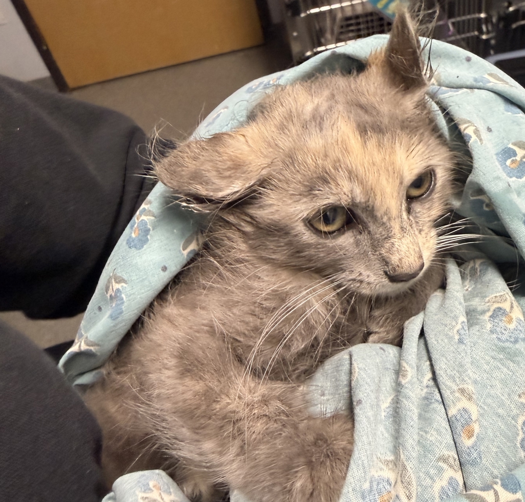 Shelter Stray Female Cat last seen 5th Avenue, Escondido, CA, 92025, Escondido, CA 92027