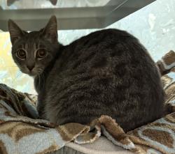 Shelter Stray Female Cat last seen Near Montego, Escondido, CA, 92026, Escondido, CA 92027
