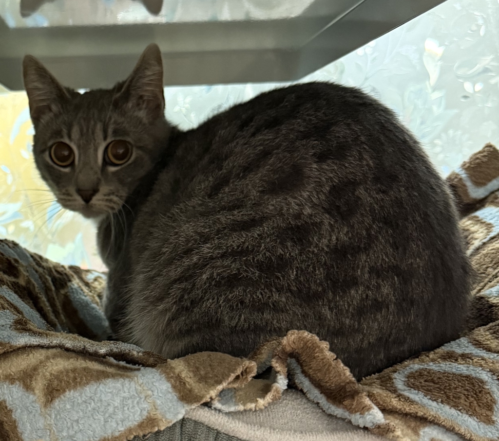 Shelter Stray Female Cat last seen Near Montego, Escondido, CA, 92026, Escondido, CA 92027