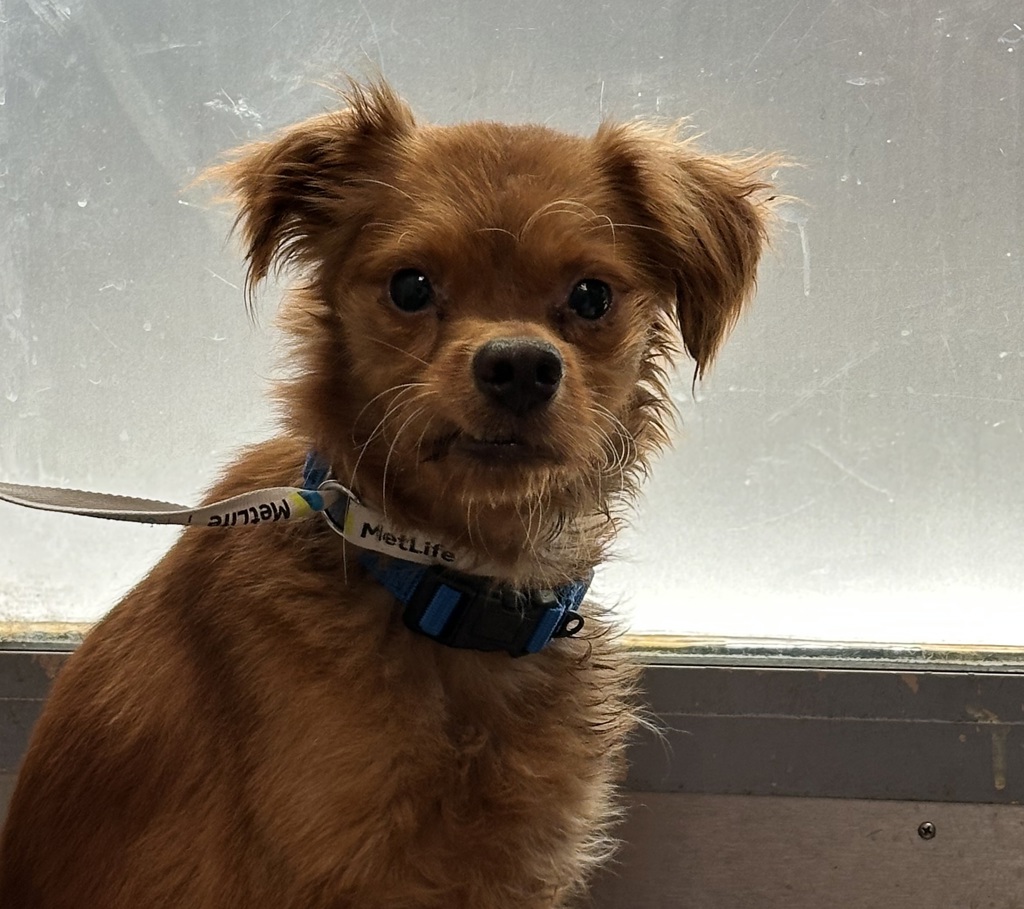 Shelter Stray Male Dog last seen Del Mar Place, San Diego, CA, 92121, San Diego, CA 92110
