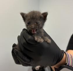 Shelter Stray Male Cat last seen Near Siena Street, San Diego, CA, 92114, San Diego, CA 92110