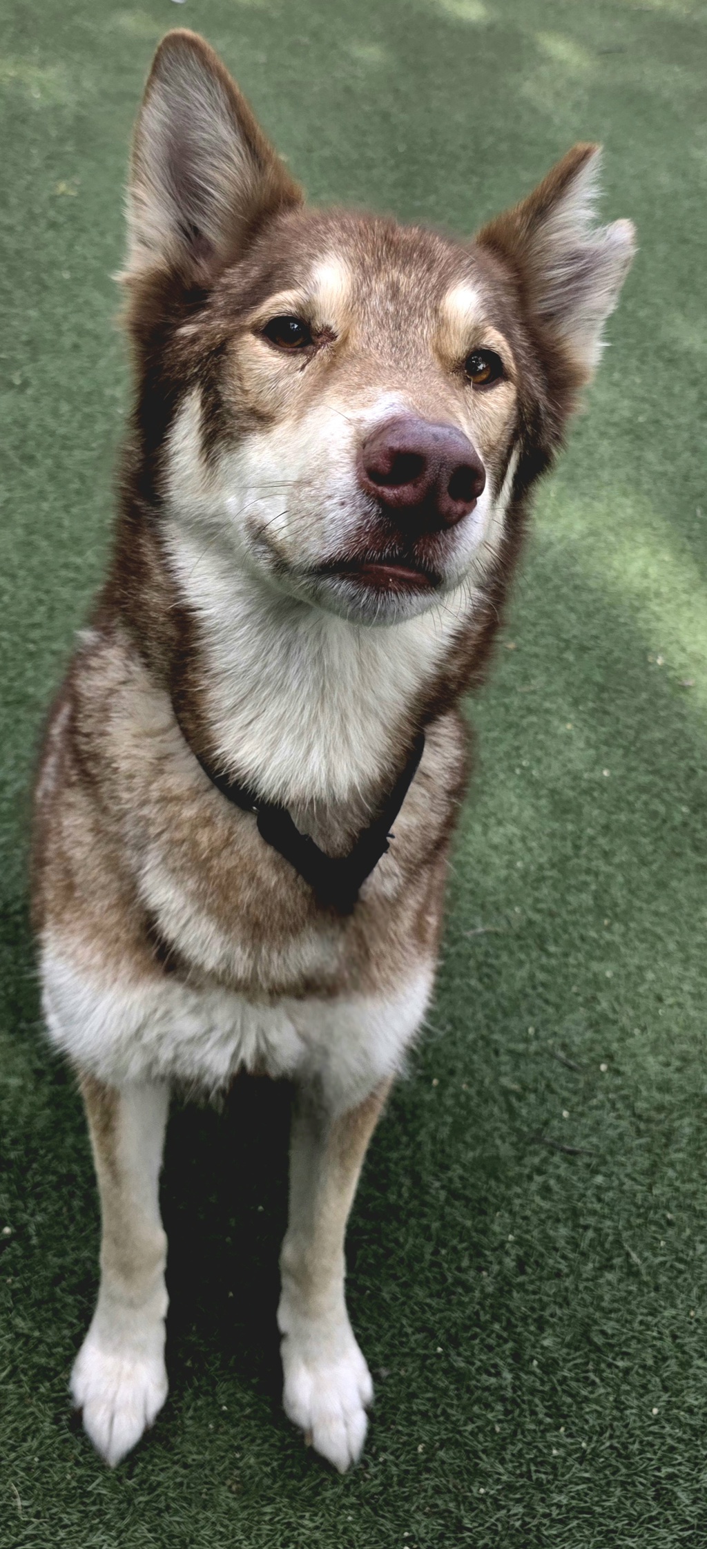 Shelter Stray Male Dog last seen Near S Santa Fe Avenue, Vista, CA, 92084, Oceanside, CA 92058