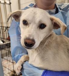 Shelter Stray Male Dog last seen Near Hickman Field Drive, San Diego, CA, 92111, San Diego, CA 92110