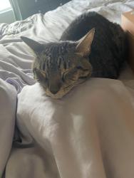 Lost Male Cat last seen W. Orem Bayou bridge, Houston, TX 77047