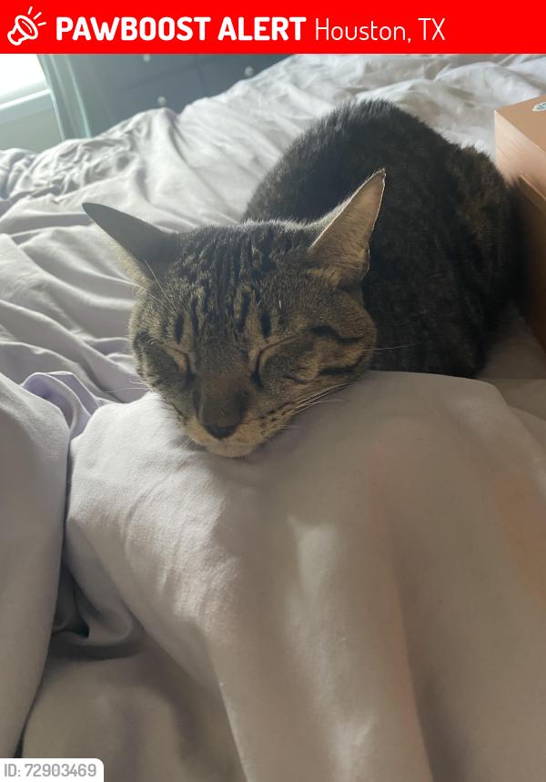 Lost Male Cat last seen W. Orem Bayou bridge, Houston, TX 77047