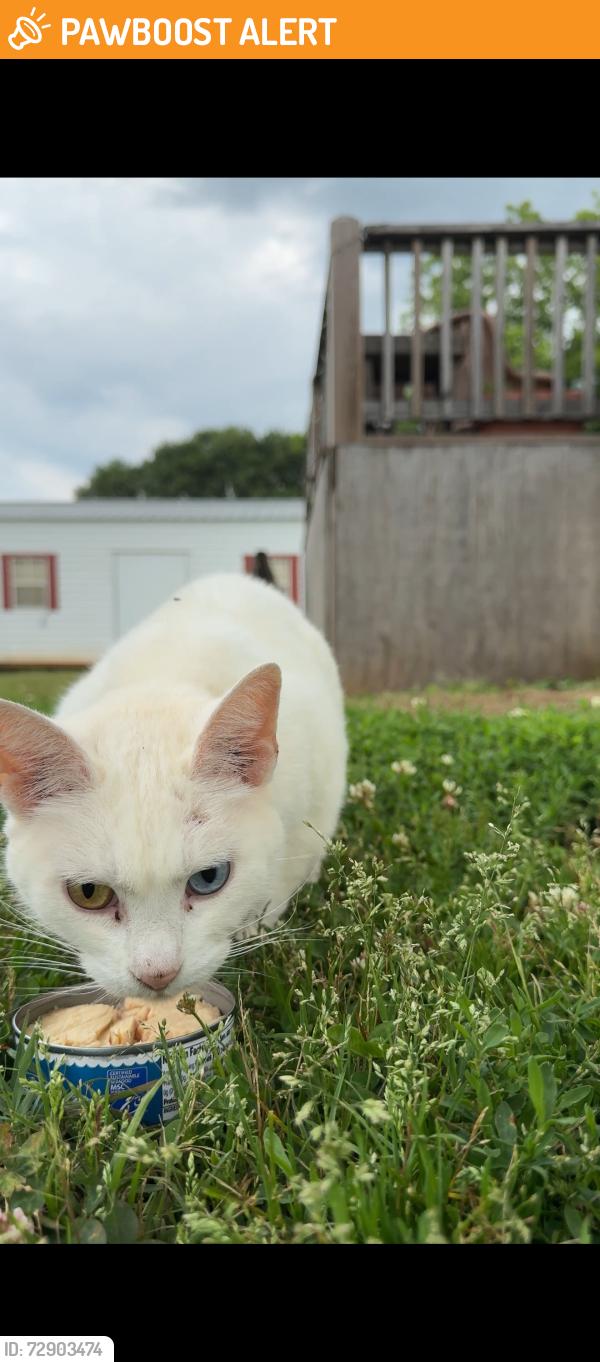 Found/Stray Female Cat last seen Davis road , Greenville County, SC 29669