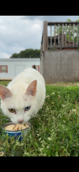 Found/Stray Female Cat last seen Davis road , Greenville County, SC 29669