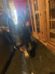 Lost Male Dog last seen Lakewood and Stillwater, Maplewood, MN 55119