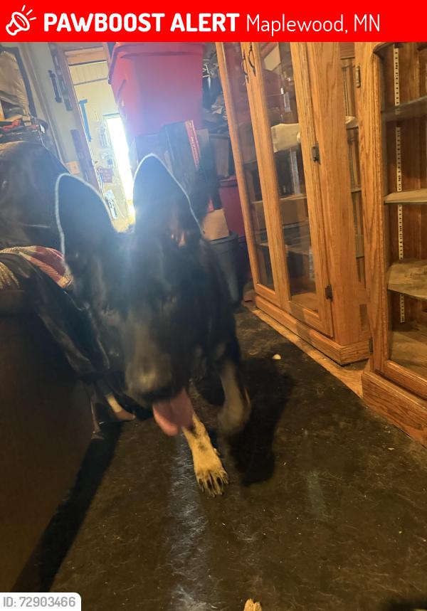 Lost Male Dog last seen Lakewood and Stillwater, Maplewood, MN 55119