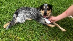 Found/Stray Female Dog last seen Walden on Lake Houston, Atascocita, TX 77346