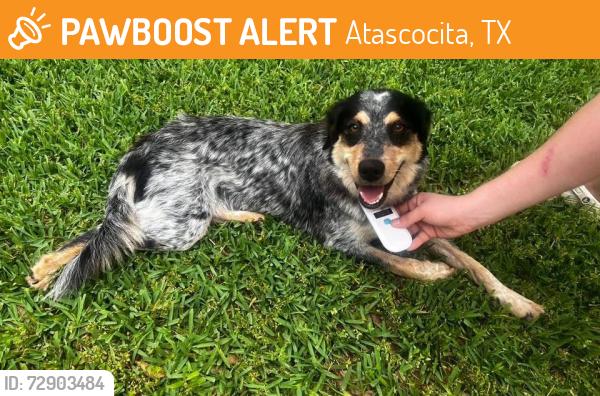 Found/Stray Female Dog last seen Walden on Lake Houston, Atascocita, TX 77346