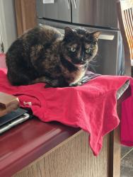 Reunited Female Cat last seen Johnson Dr and Perry Ln., Shawnee, KS 66203