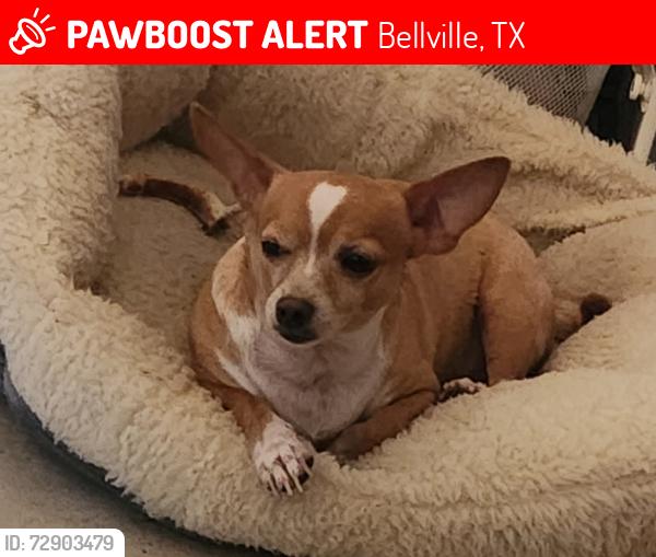 Lost Male Dog last seen Near FM 529 rd Bellville  Tx 77418, Bellville, TX 77418