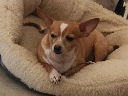 Lost Male Dog last seen Near FM 529 rd Bellville  Tx 77418, Bellville, TX 77418