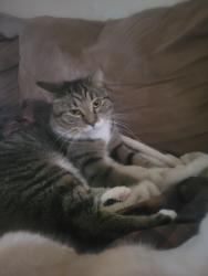 Lost Male Cat last seen Kingsway Mall, Edmonton, AB T5G 2M7