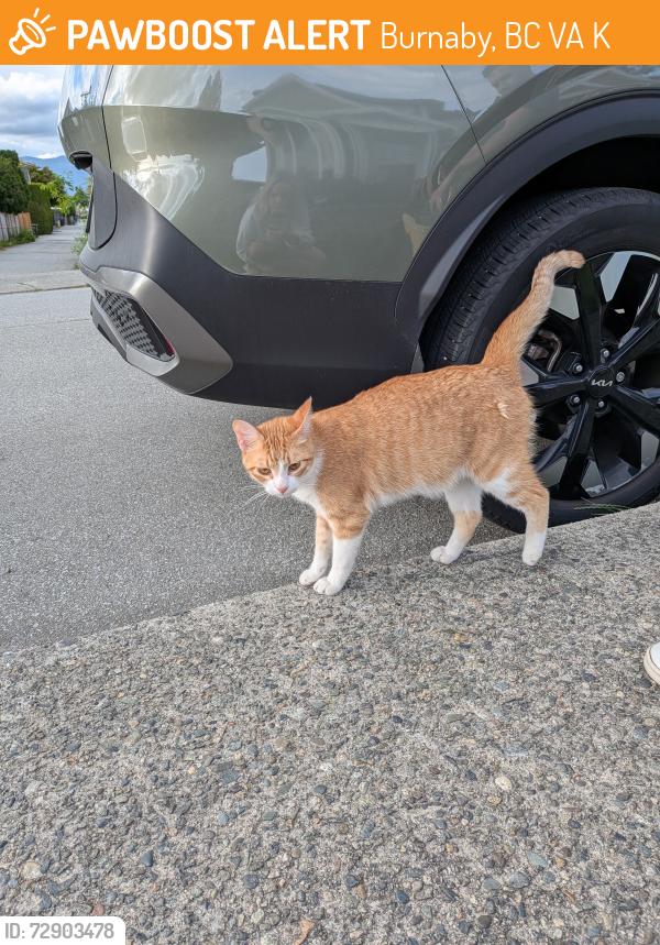Found/Stray Unknown Cat last seen Kitchener and Blaine Ave , Burnaby, BC V5A 1K8