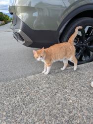 Found/Stray Unknown Cat last seen Kitchener and Blaine Ave , Burnaby, BC V5A 1K8