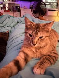 Lost Female Cat last seen Behind spinks sirport , Burleson, TX 76028