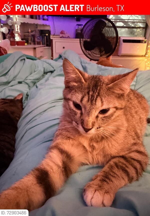 Lost Female Cat last seen Behind spinks sirport , Burleson, TX 76028