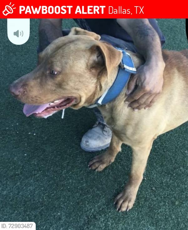 Lost Male Dog last seen Saner illinois, Dallas, TX 75224