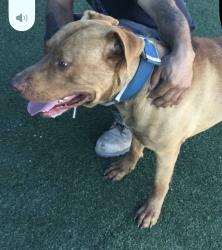 Lost Male Dog last seen Saner illinois, Dallas, TX 75224