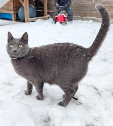 Reunited Female Cat last seen Avery Row apmts, Arlington, VA 22209