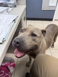 Found/Stray Male Dog last seen Burkett st Houston Tx, Houston, TX 77004