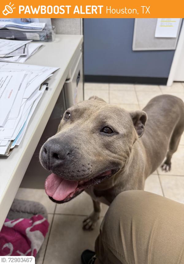 Found/Stray Male Dog last seen Burkett st Houston Tx, Houston, TX 77004