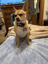 Lost Female Dog last seen Chancellor and Royal Oaks, Plano, TX 75074